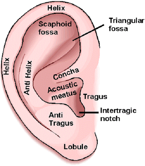 external-ear-diagram