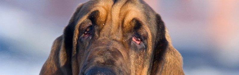 the-bloodhound-natural-born-smeller
